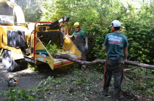 tree services Broadview